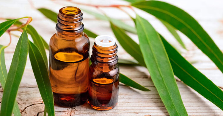 L'olio di eucalipto può essere utilizzato sulla pelle? L'olio di eucalipto può essere utilizzato sulla pelle?