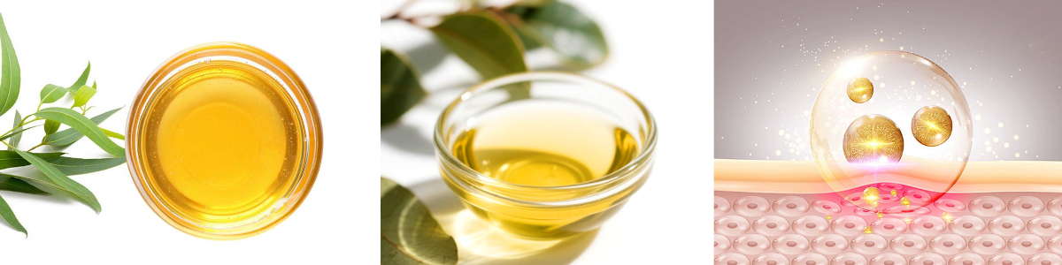 L'olio di eucalipto può essere utilizzato sulla pelle? L'olio di eucalipto può essere utilizzato sulla pelle?